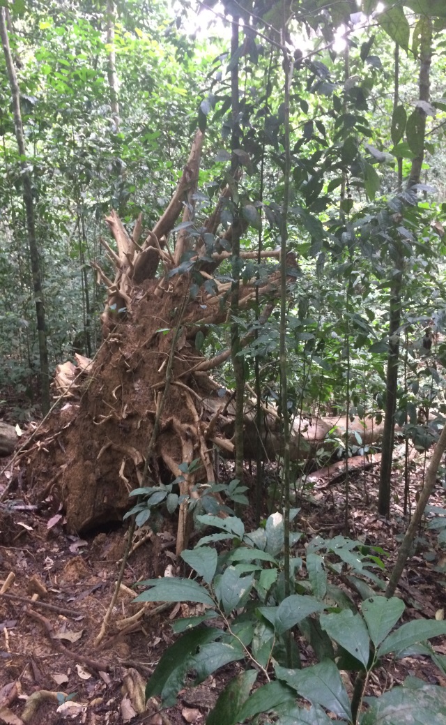 Fougères arborescentes en sous-bois