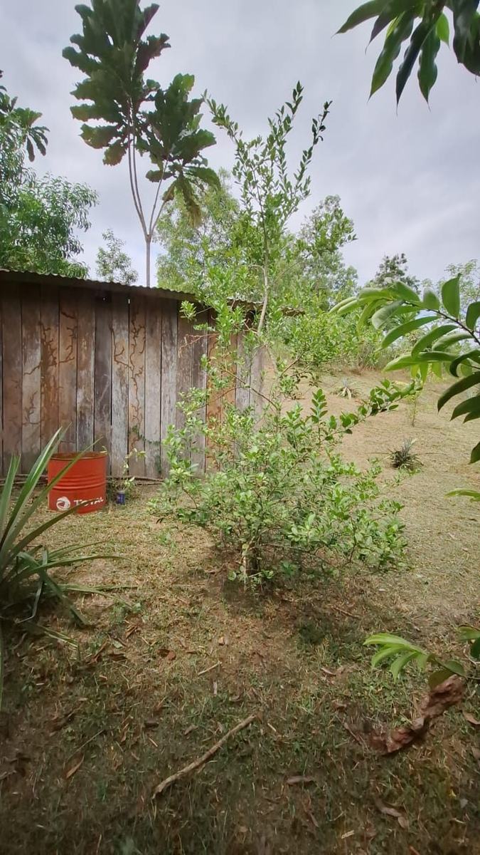 Citronniers plantés à côté de la cabane du terrain, projet Gabon