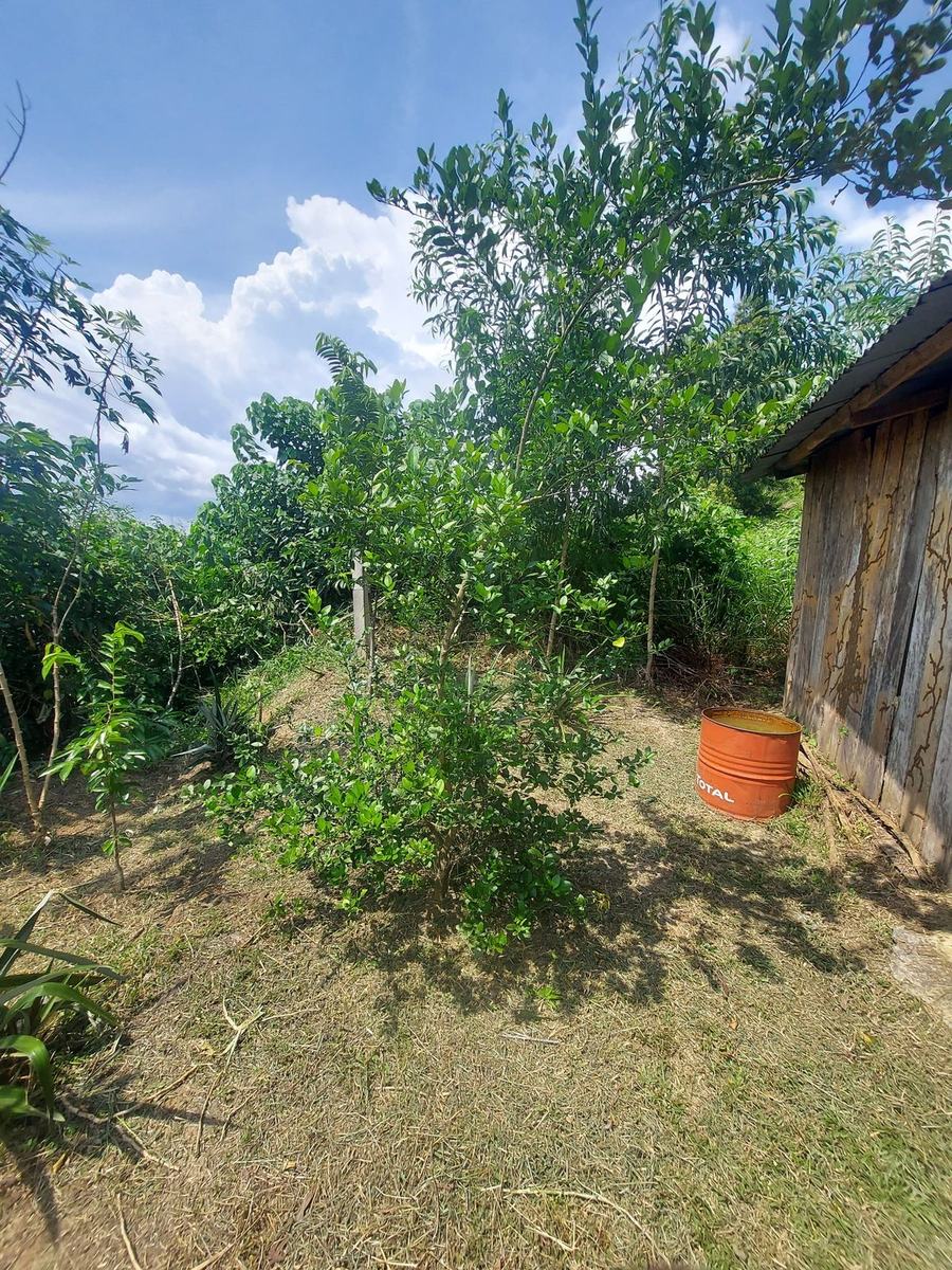 Terrain de projet au Gabon, cabane et jeunes plantations