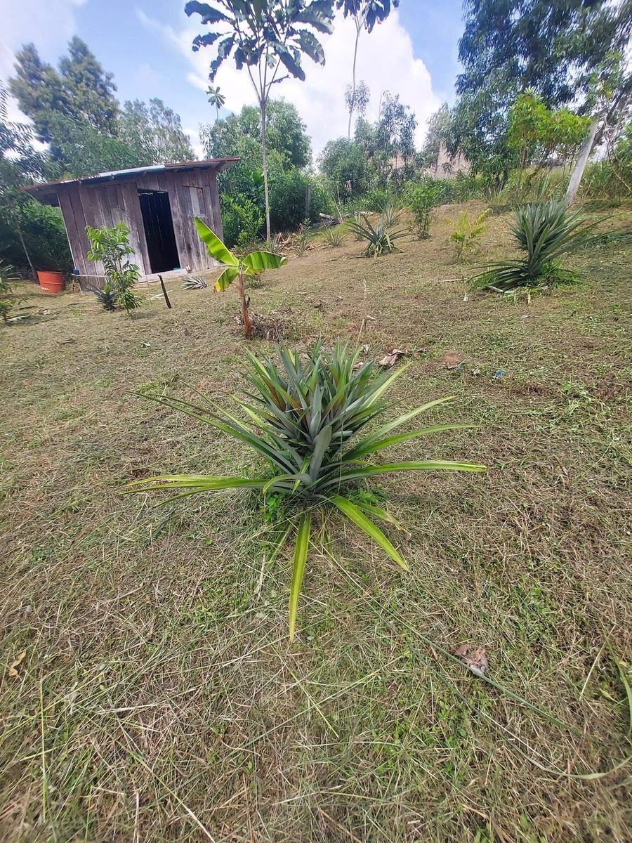 Cabane du terrain, porte ouverte, ananas au premier plan