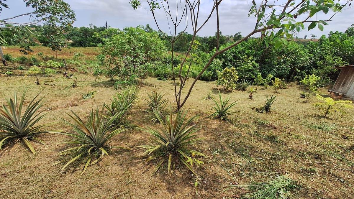 Champ d'ananas avec la cabane en arrière-plan