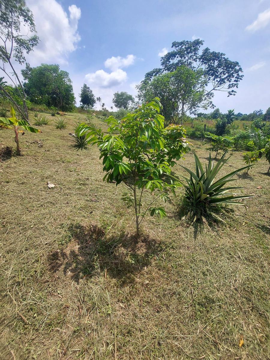 Jeune arbre fruitier entouré d'ananas