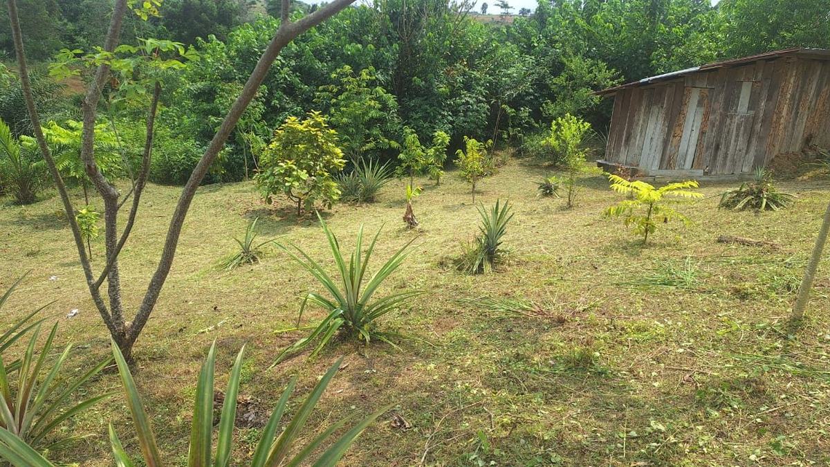 Rangées d'ananas plantés sur la parcelle